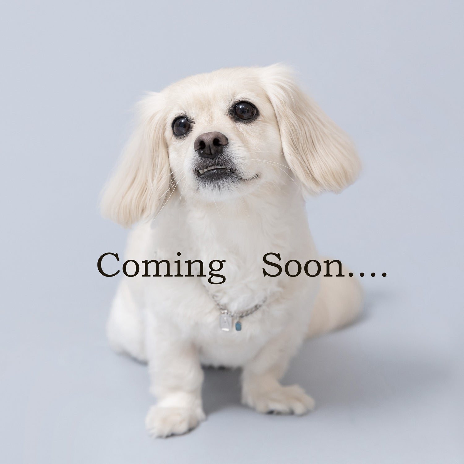 for Pets